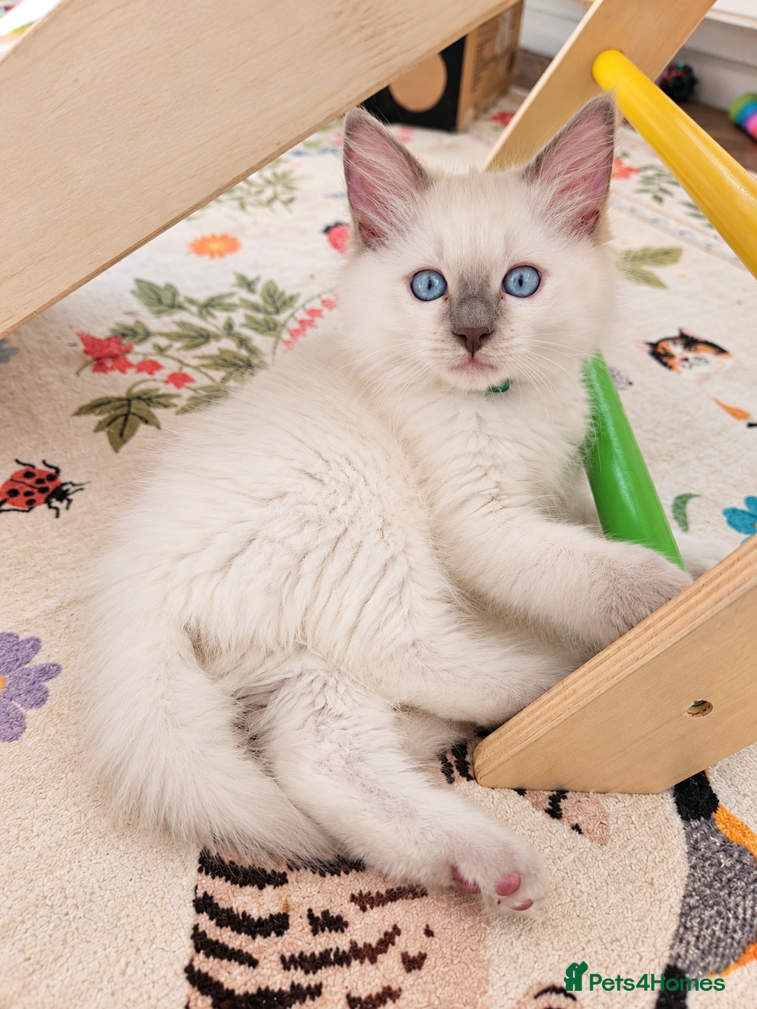 Ragdoll cats GCCF Ragdoll Kittens - Fully Vacc & Health Checked - Advert 1