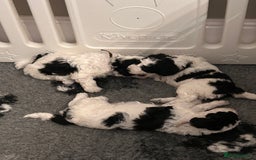 Miniature Poodle dogs for sale: Parti Miniature Poodles - Image 5