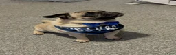 Pug dogs for sale: Pug for rehome - Advert 3