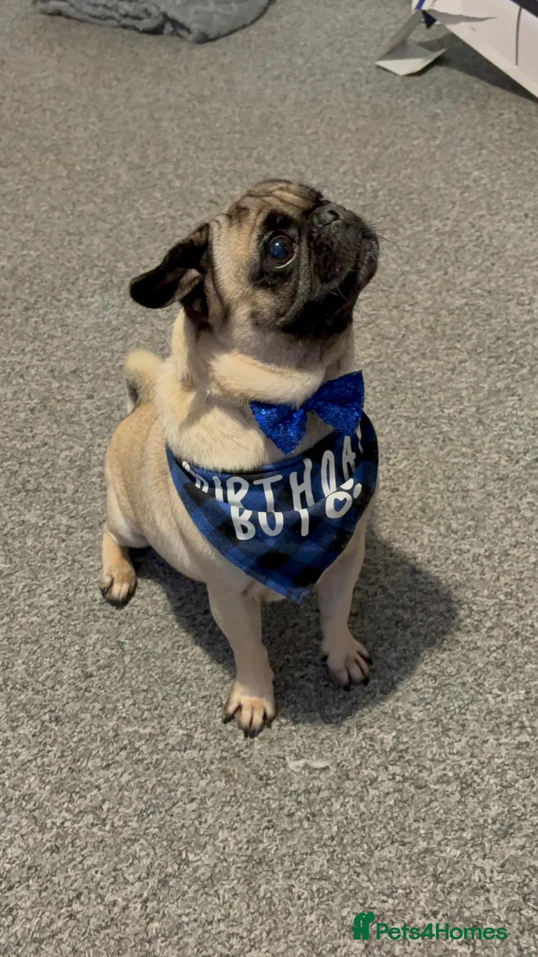 Pug dogs for sale: Pug for rehome - Advert 3