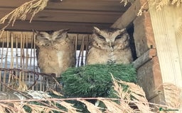 Mixed Breed birds for sale: Breeding Pair of Indian Scops Owls - Image 1