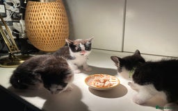 Mixed Breed cats for sale: Three energetic kittens: Noodle, Peanut and Daisy - Advert 28