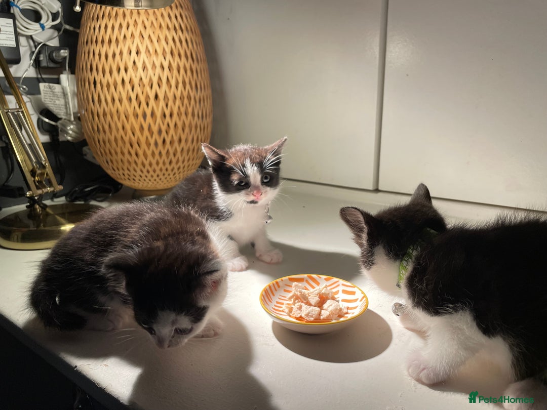 Mixed Breed cats for sale: Three energetic kittens: Noodle, Peanut and Daisy - Advert 28