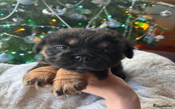 Old Tyme Bulldog dogs for sale: English bulldogs puppies  - Image 6