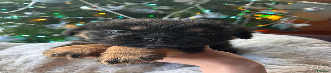 Old Tyme Bulldog Puppy 3