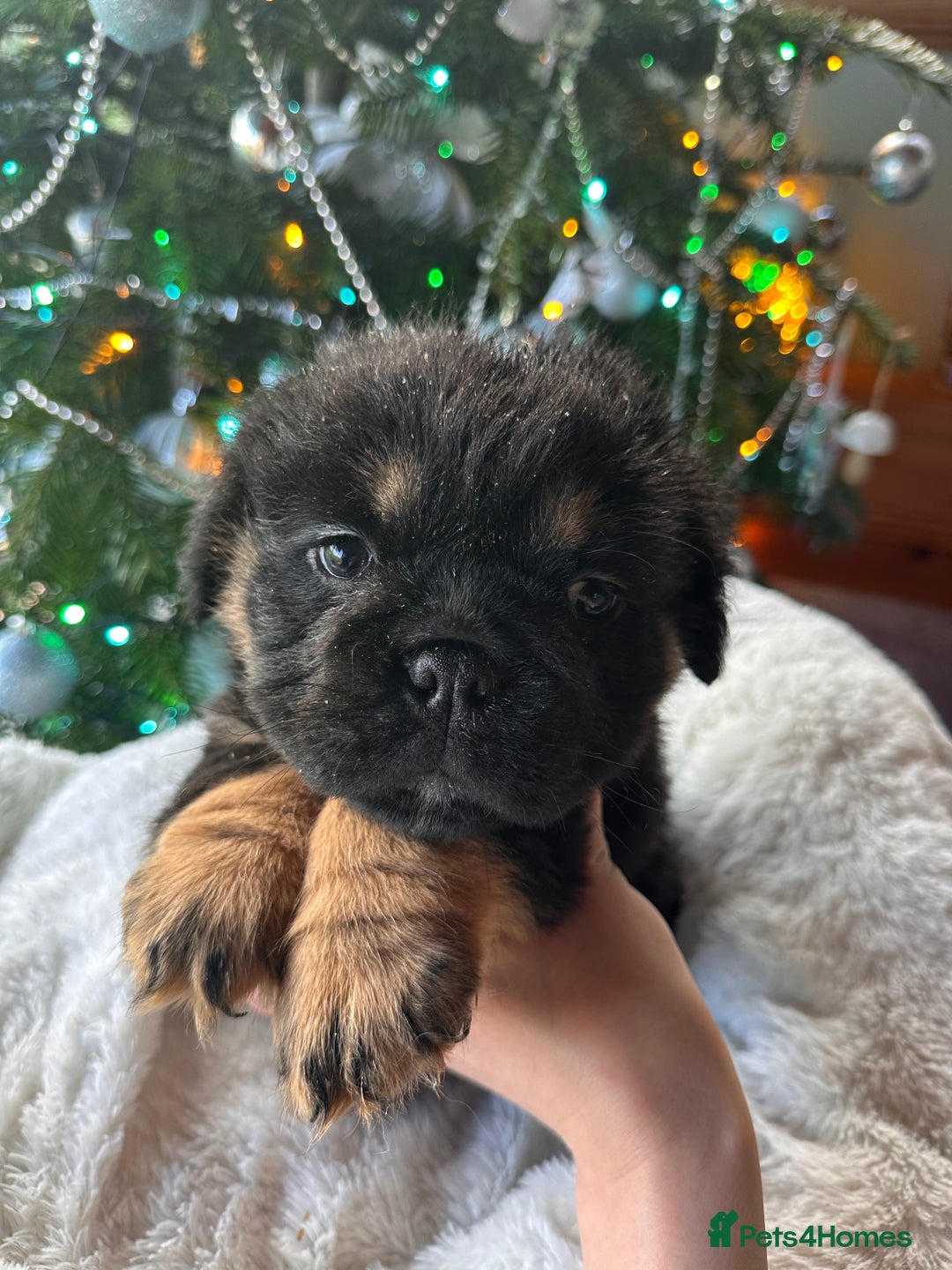 Old Tyme Bulldog dogs for sale: English bulldogs puppies  - Image 6