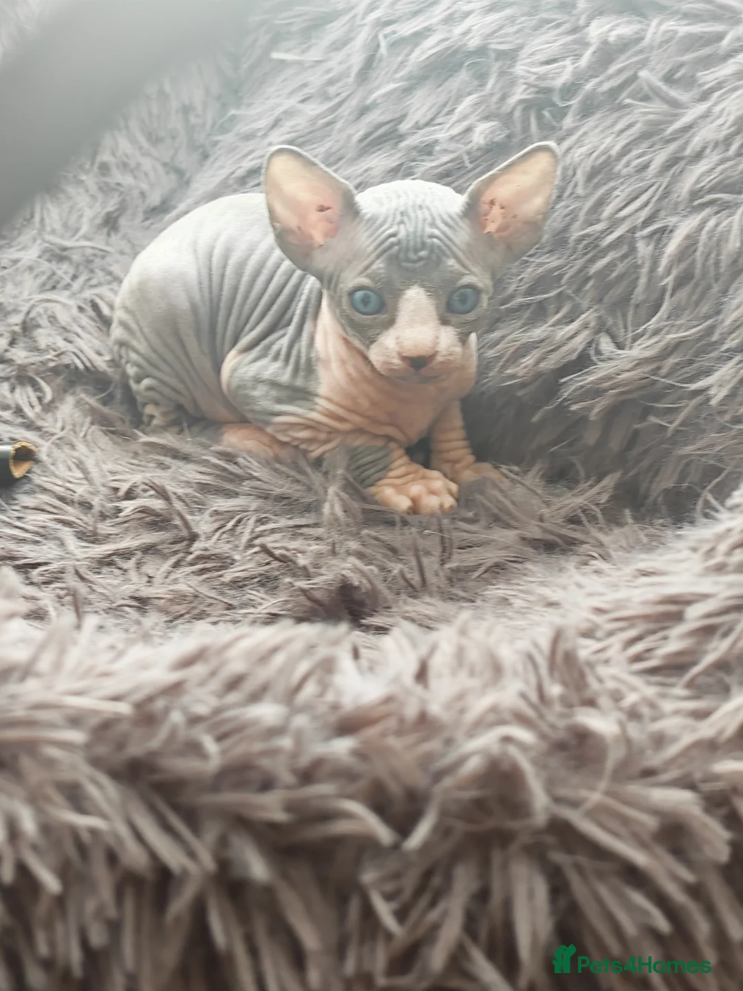 Sphynx cats for sale: Sphinx boy - Advert 3