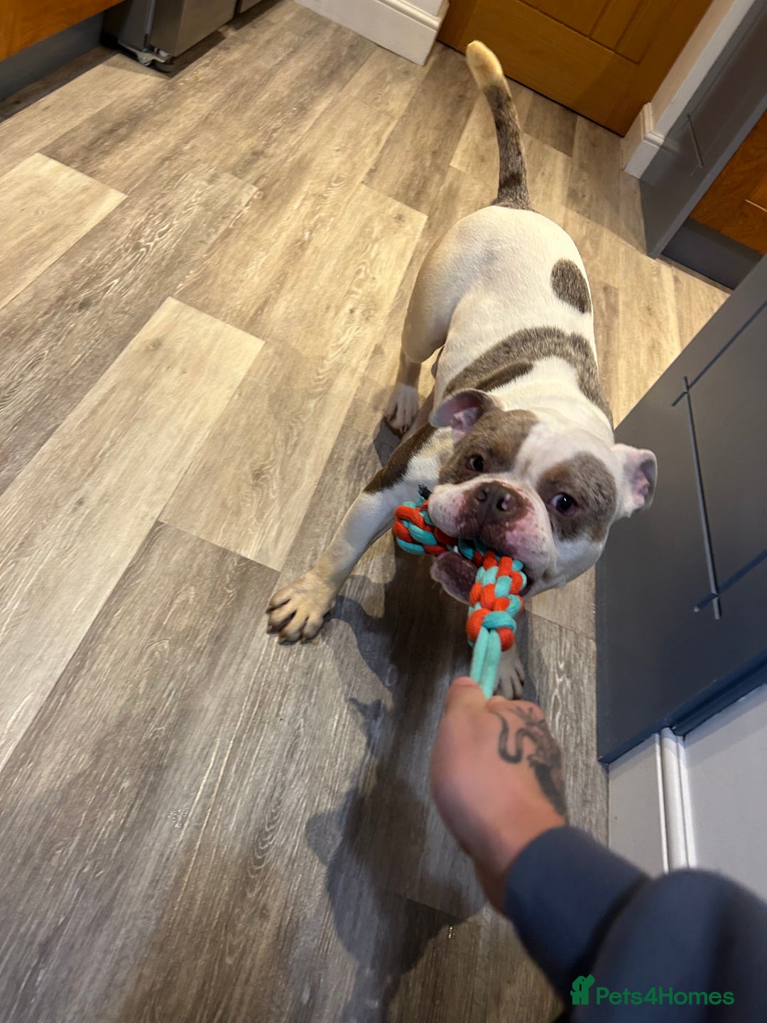 English Bulldog dogs for sale: Arthur  - Advert 3