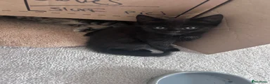 Domestic Shorthair 1