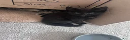 Domestic Shorthair cats for sale: 4 male, 1 female kitten  - Advert 12