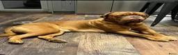 Mixed Breed dogs for sale: Litter due any day  - Advert 5