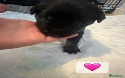 Mixed Breed dogs for sale: 8 beautiful pups, looking for forever home🐾 - Image 10