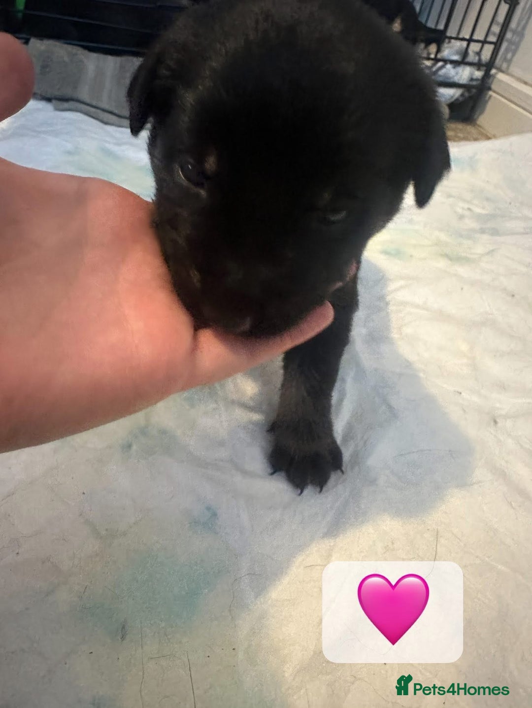 Mixed Breed dogs for sale: 8 beautiful pups, looking for forever home🐾 - Image 10