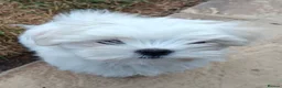 Maltese dogs for sale: Beautiful cuties - Advert 3