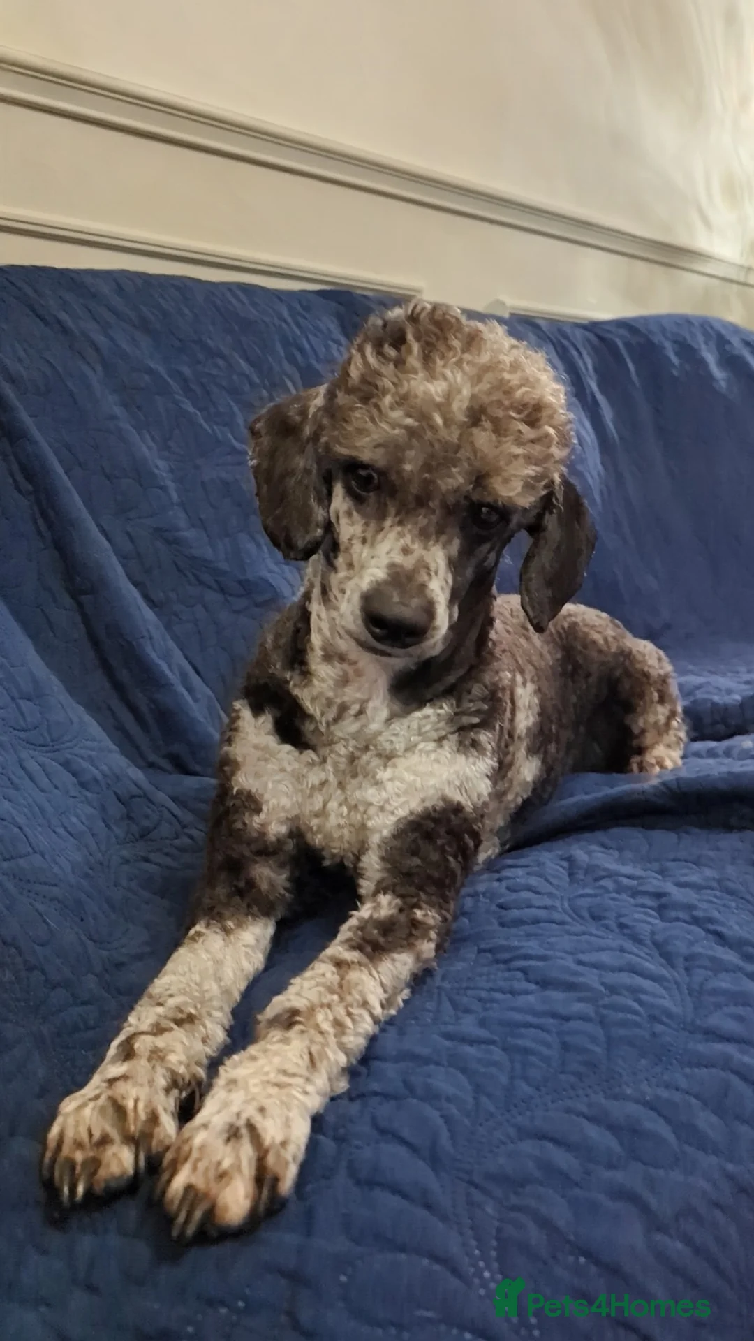 Cockapoo dogs for sale: Merle and Parti fully DNA health tested cockapoos  - Advert 20