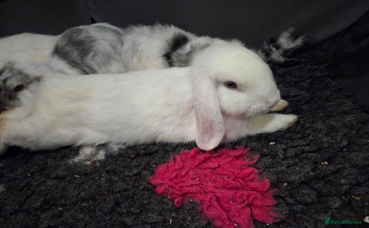 Mini Lop rabbits - Advert 13