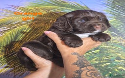 Sprocker dogs for sale: Beautiful Sproker pups for sale   - Image 26