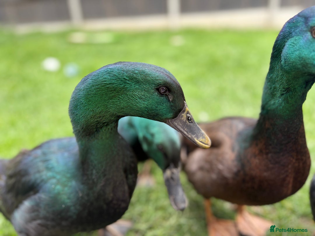 Ducks poultry for sale: Cayuga Ducks Male x 4  - Advert 3