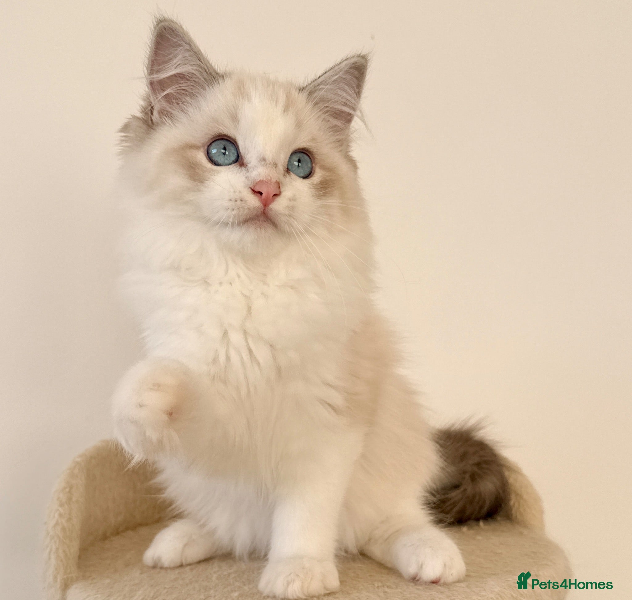 Ragdoll cats ✨ Exceptional Ragdoll Kittens Ready to leave ✨ - Advert 2