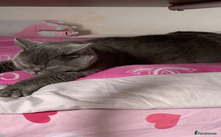 British Shorthair cats - Advert 9