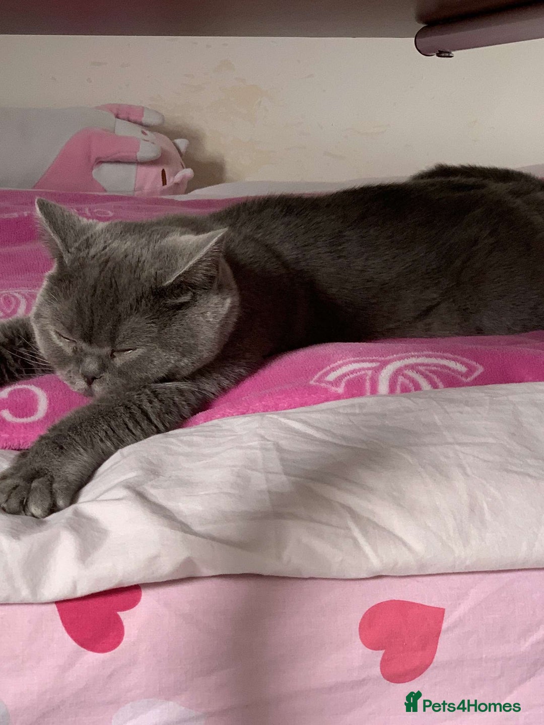 British Shorthair cats for sale: Grey British shorthair  - Image 1