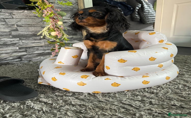 Cavapoo dogs - Advert 10