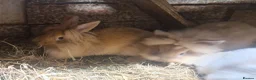 Lionhead rabbits for sale: Lovely tempered little lionhead babies- m and f - Advert 22