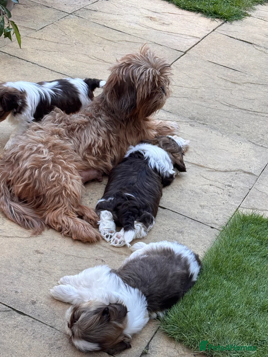Shih Tzu dogs for sale: 3 gorgeous Imperial KarashishiShih Tzu puppies - Advert 1