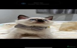 Ragdoll cats for sale: Stunning GCCF reg ragdoll kittens available now  - Image 30