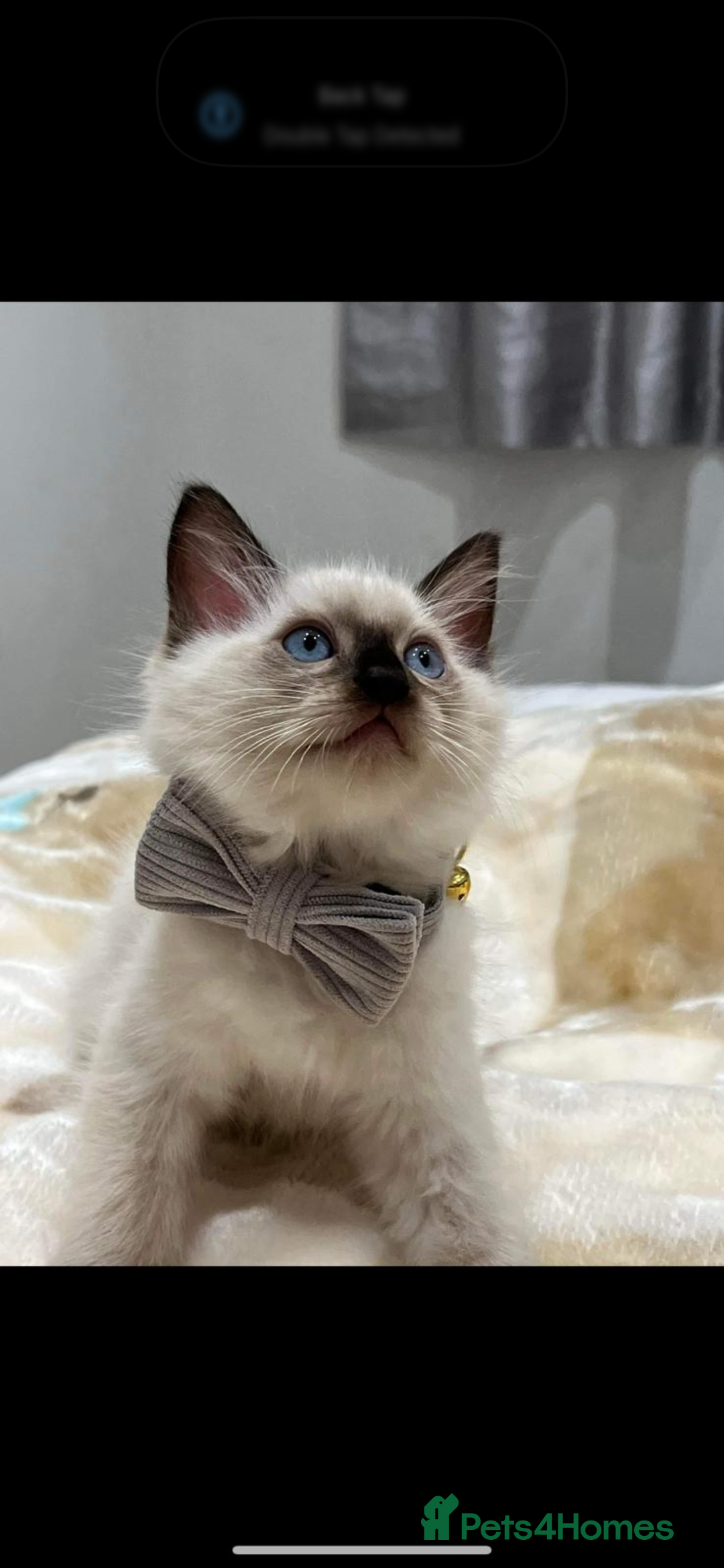 Ragdoll cats for sale: Stunning GCCF reg ragdoll kittens available now  - Image 30