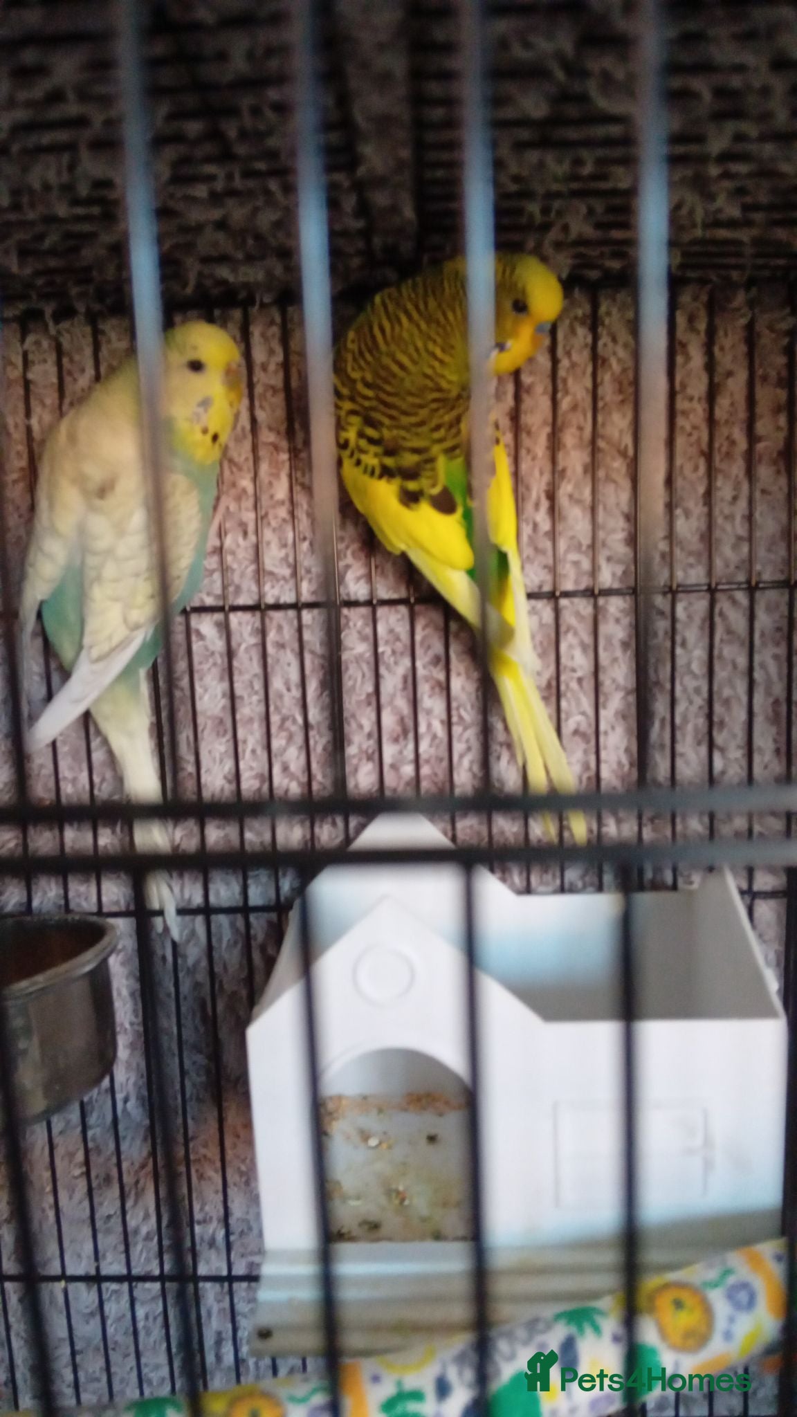 Budgerigars birds 2 budgies and small cage - Advert 1