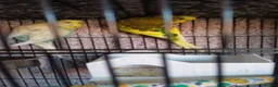 Budgerigars birds for sale: 2 budgies and small cage - Advert 1