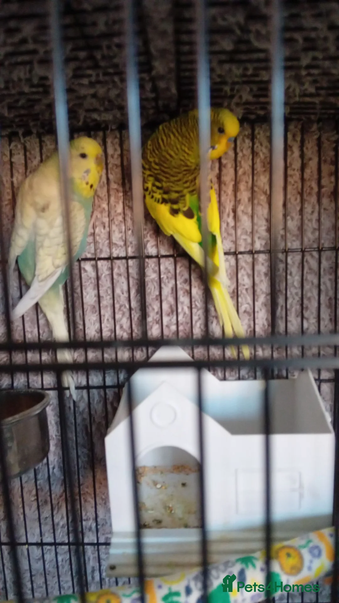 Budgerigars birds for sale: 2 budgies and small cage - Advert 1