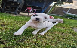 Staffordshire Bull Terrier dogs for sale: 🐾 Beautiful Staffordshire Bull Terrier Puppies 🐾 - Image 2