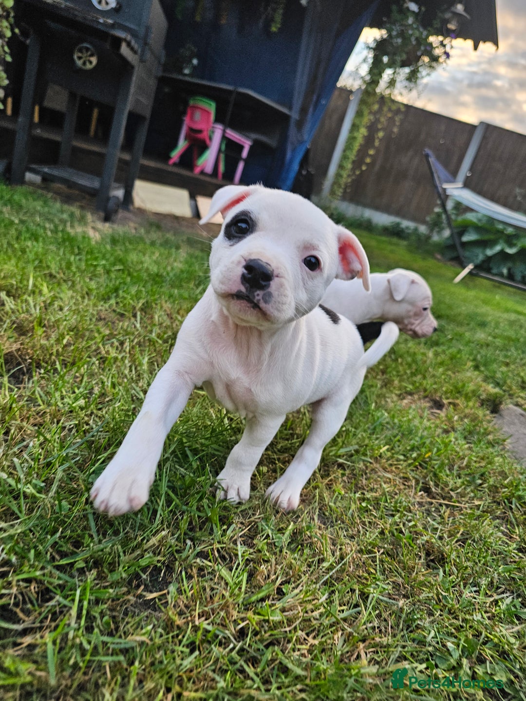 Staffordshire Bull Terrier dogs for sale: 🐾 Beautiful Staffordshire Bull Terrier Puppies 🐾 - Image 2