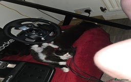 Mixed Breed cats for sale: Perdoll x maincoon x - Image 3
