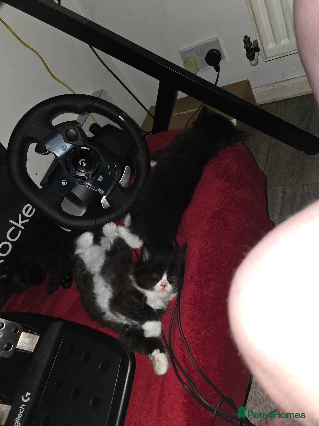 Mixed Breed cats for sale: Perdoll x maincoon x - Image 3
