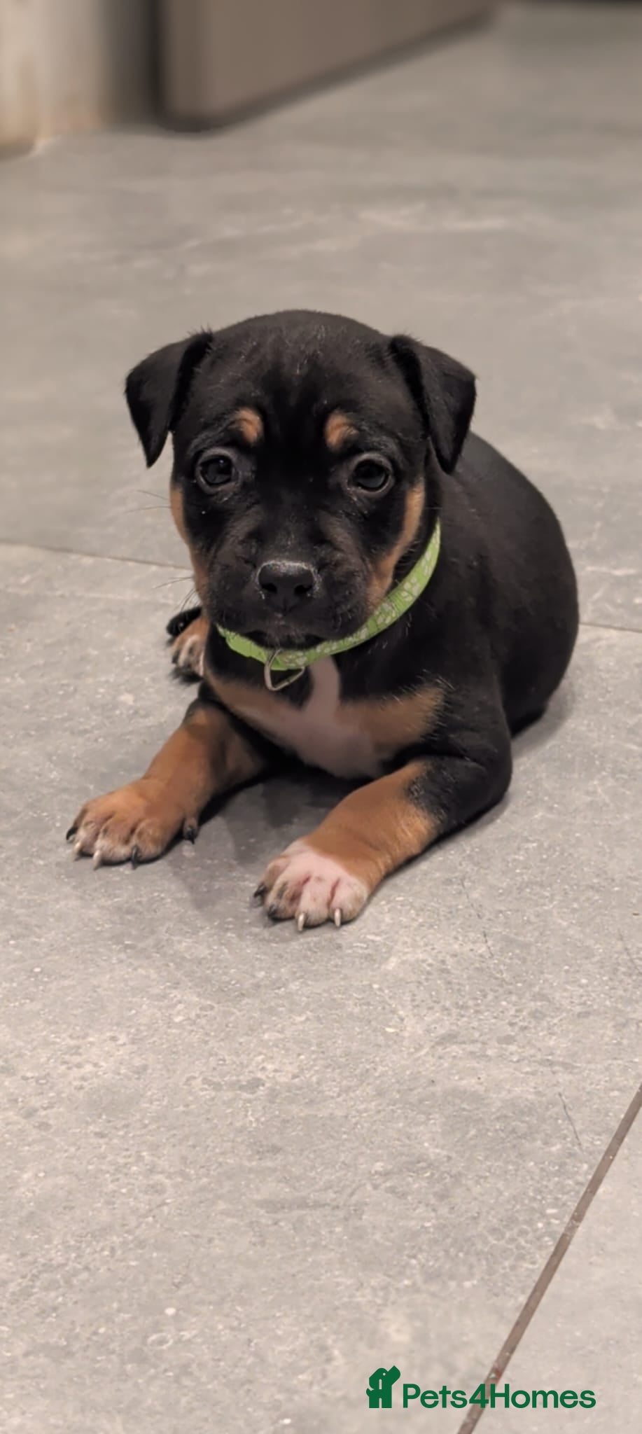 Staffordshire Bull Terrier dogs Staffordshire bull terrier staffy staffie - Advert 2