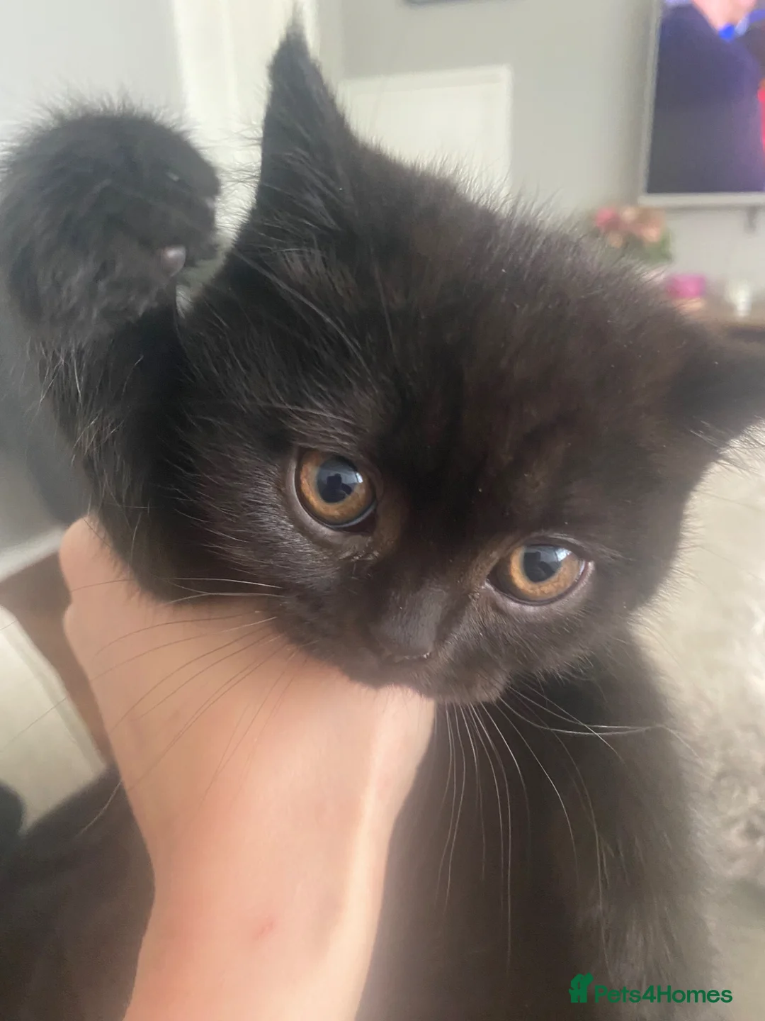 British Shorthair cats for sale: 5 British Shorthair Kittens - Advert 2