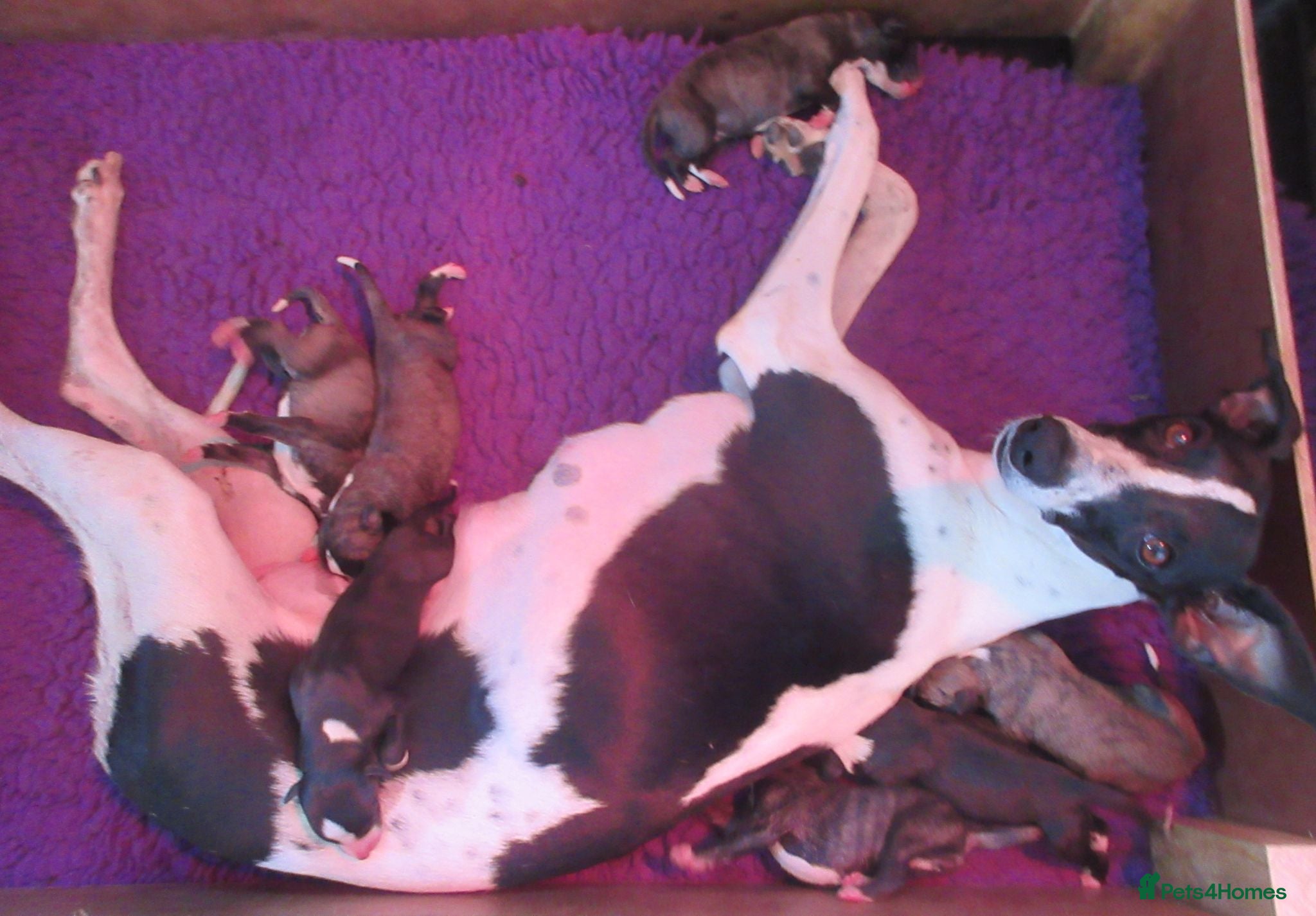 Whippet dogs Celticmoon KC Whippet Puppies - Advert 1