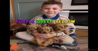 Cockapoo dogs - Advert 16