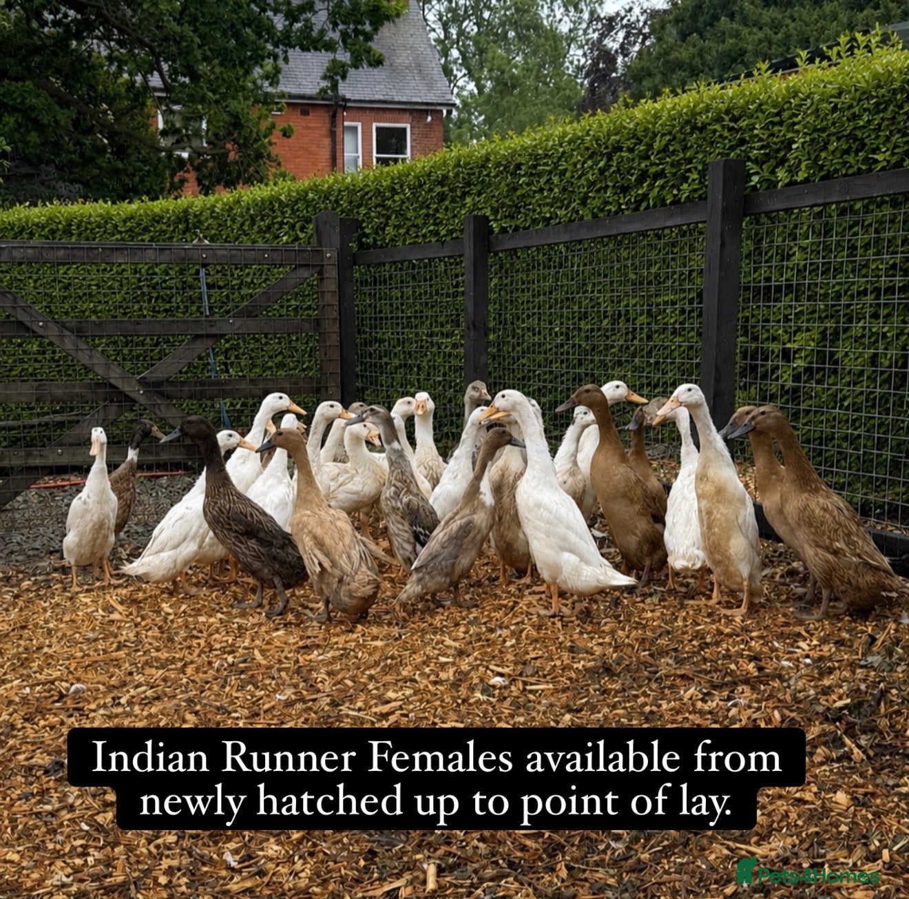 Ducks poultry Duckling and ready to lay Ducks  - Advert 1