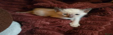 Chocolate Mink Boy 