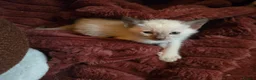 Burmese cats for sale: Chocolate Mink Boys ,registered,2x vet checked, - Advert 9