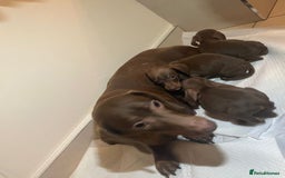 Miniature Dachshund dogs for sale: Miniature dachshund puppys - Image 9
