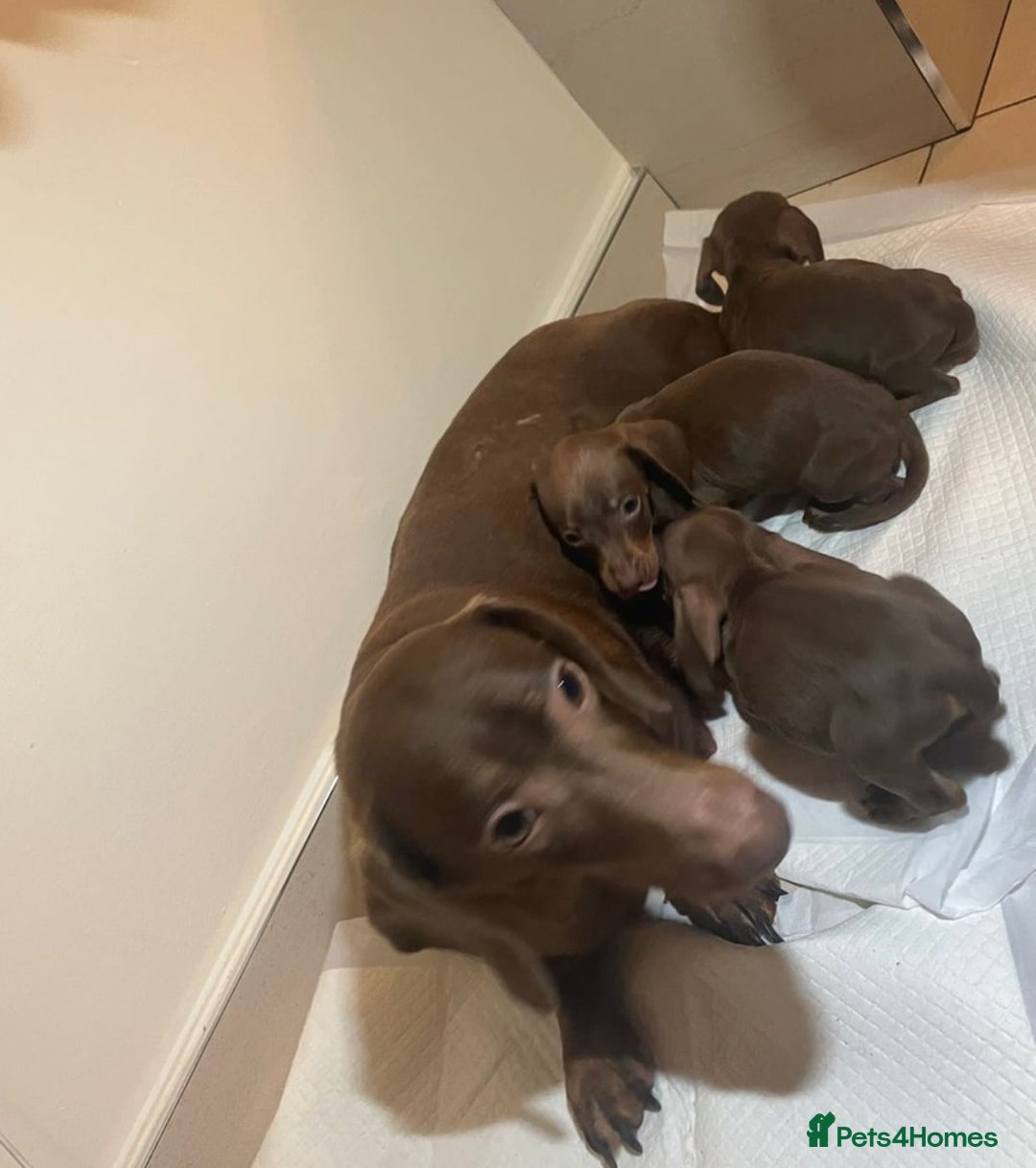 Miniature Dachshund dogs for sale: Miniature dachshund puppys - Image 9