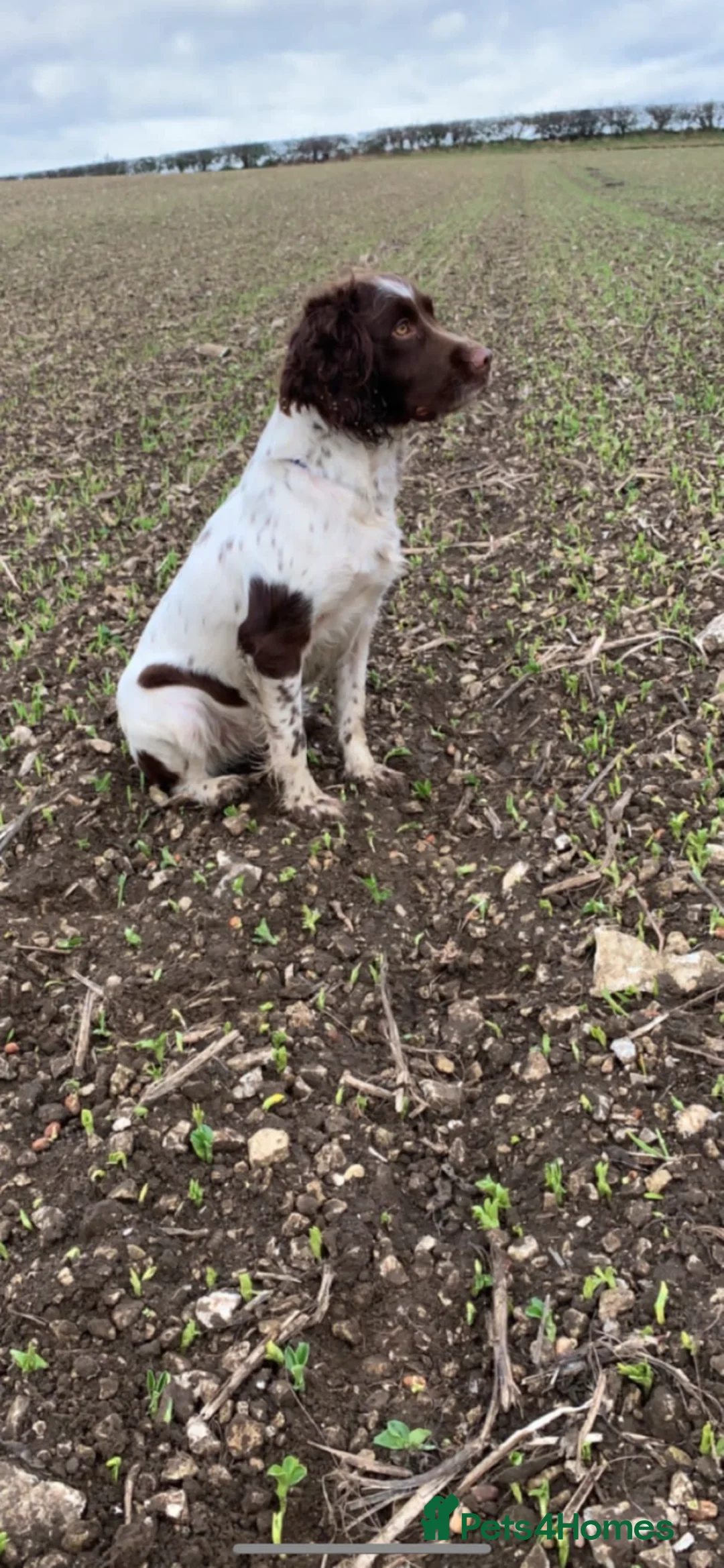 Sprocker dogs for sale: Working Sproker Spaniels  in Doncaster - Advert 1