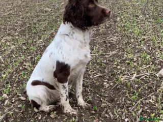 Sprocker dogs Working Sproker Spaniels - Advert 1