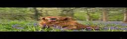 Golden Shepherd dogs for sale: Golden shepherd's  - Advert 18