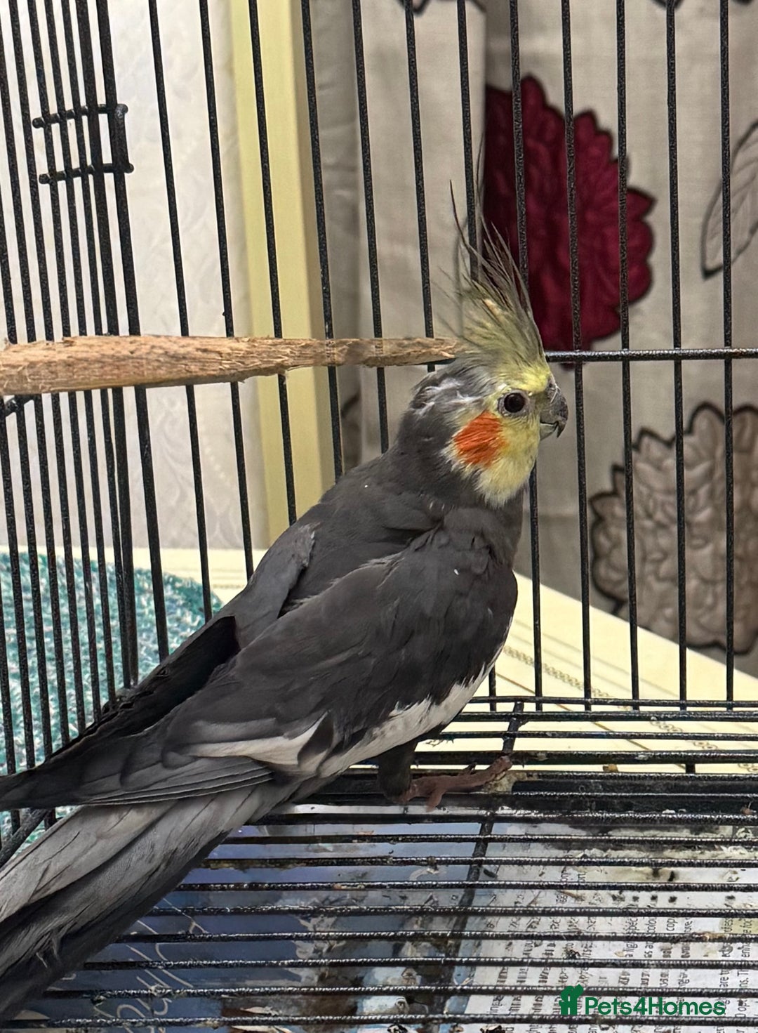 Cockatiels birds for sale: Baby Male Cockatiel - lovely condition   - Advert 5